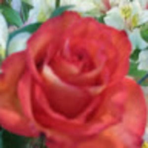 Meet your Posher, Fabiola